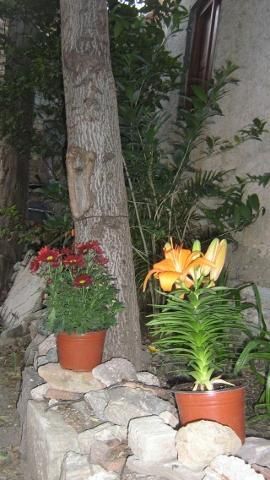 Jardin